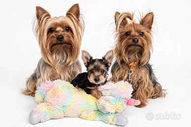 Yorkshire terrier Toy