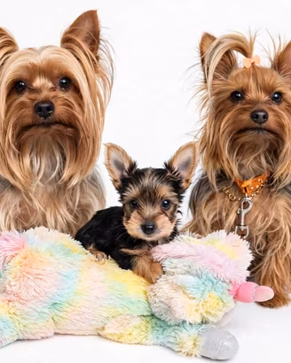 Yorkshire terrier Toy