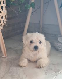 Cuccioli maltese