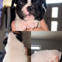 Disponibili cuccioli bulldog francesi