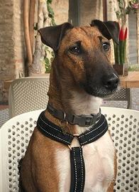 Fox terrier accoppiamento