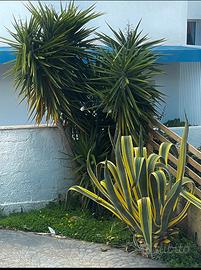 Mansarda luminosa e ben arredata