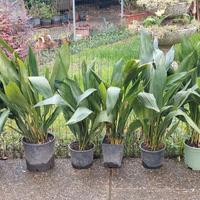 Piante sempreverdi in vaso