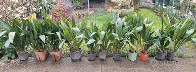 Piante sempreverdi in vaso