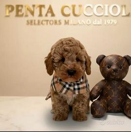 Maltipoo toy red -- pagamento a rate