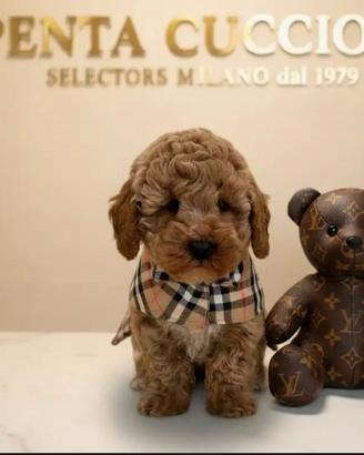 Maltipoo toy red -- pagamento a rate