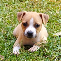 Cuccioli di Amstaff