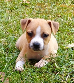 Cuccioli di Amstaff
