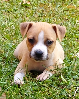 Cuccioli di Amstaff
