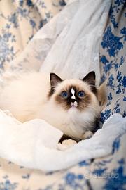 Ragdoll con pedigree