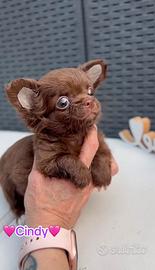 Chihuahua cioccolato pelo lungo femmina