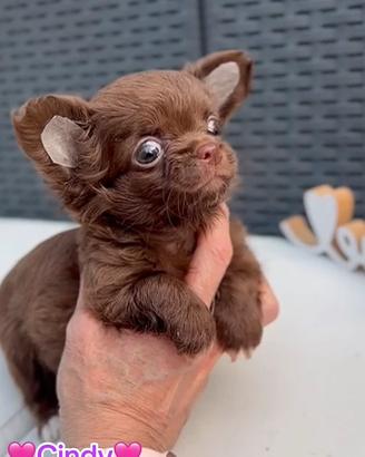 Chihuahua cioccolato pelo lungo femmina