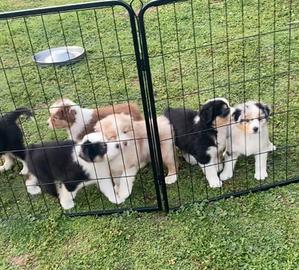 Pastore australiano Australian Shepherd CUCCIOLI
