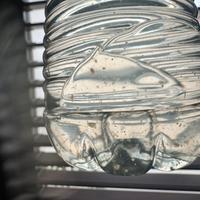 DAPHNIE vive per acquario o allevamento