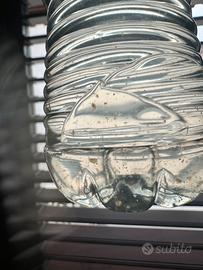 DAPHNIE vive per acquario o allevamento