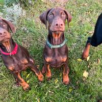 Cucciolo di Dobermann