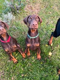 Cucciolo di Dobermann