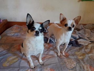 Chiuhuahua accoppiamento/monta