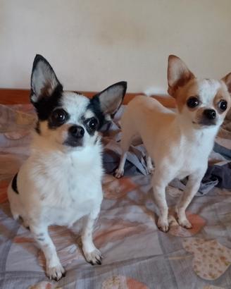 Chiuhuahua accoppiamento/monta