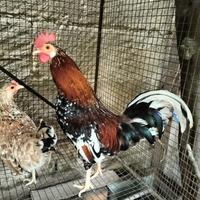 Chicchiriniello gallo nanni