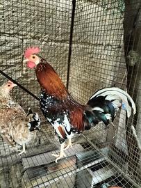 Chicchiriniello gallo nanni