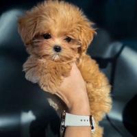 Maltipoo Cuccioli