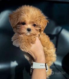 Maltipoo Cuccioli