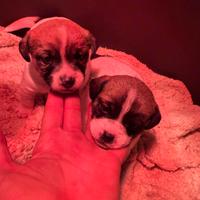 Cucciole jack russell