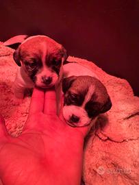Cucciole jack russell