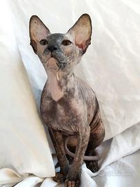 Gattini don sphynx 3 mesi circa