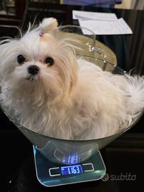 Cucciolo Maltese