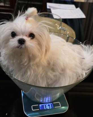 Cucciolo Maltese