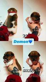 Cuccioli di jack Russell