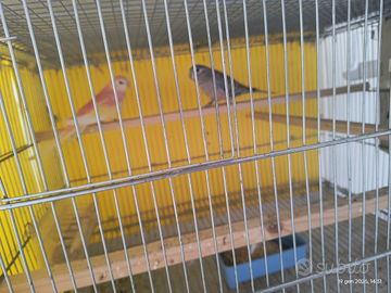 Pulli parrocchetto di bourke