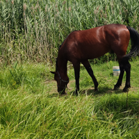 Cavallo per passeggiata