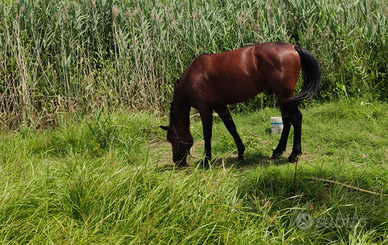 Cavallo per passeggiata