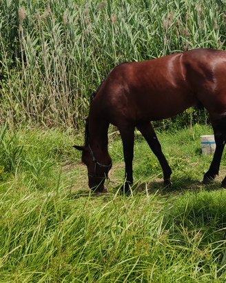 Cavallo per passeggiata