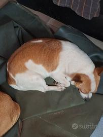 Cane minni con microchip
