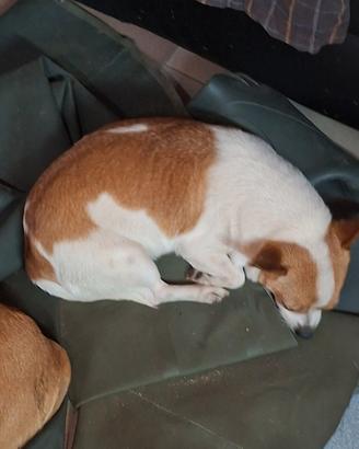 Cane minni con microchip