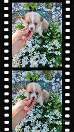 Welsh corgi Pembroke pedigree ENCI