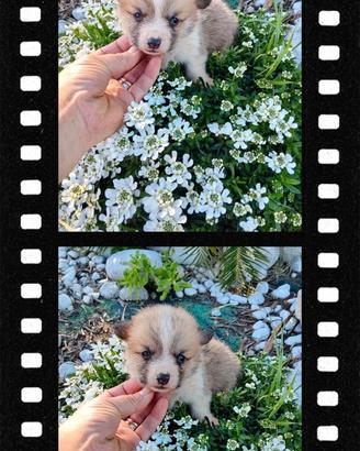 Welsh corgi Pembroke pedigree ENCI