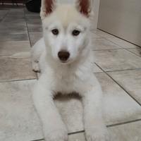 Cucciolo di Siberian Husky