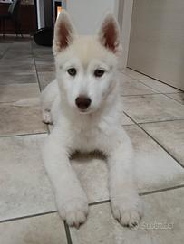 Cucciolo di Siberian Husky