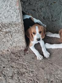 Beagle originale