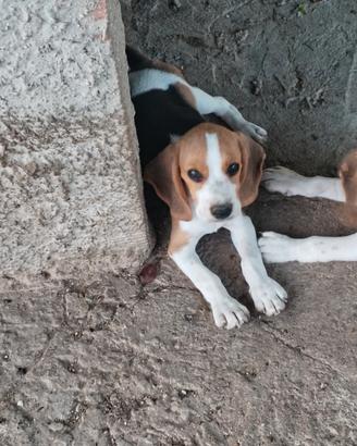 Beagle originale