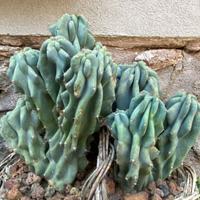 Cereus Peruviano var. mostruoso/crestato