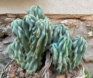 Cereus Peruviano var. mostruoso/crestato