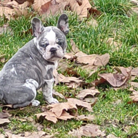 Bulldog francese cucciola femmina Merle