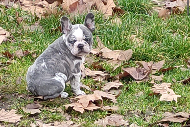Bulldog francese cucciola femmina Merle