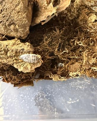 Isopodi Dalmatian